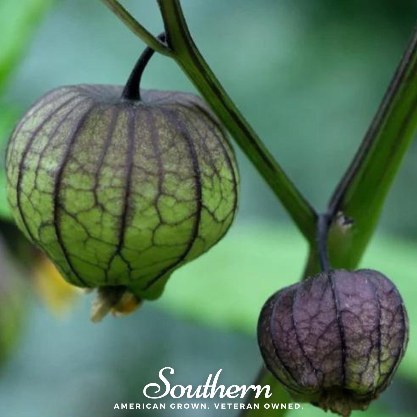 Purple Tomatillo ā 30 Seeds