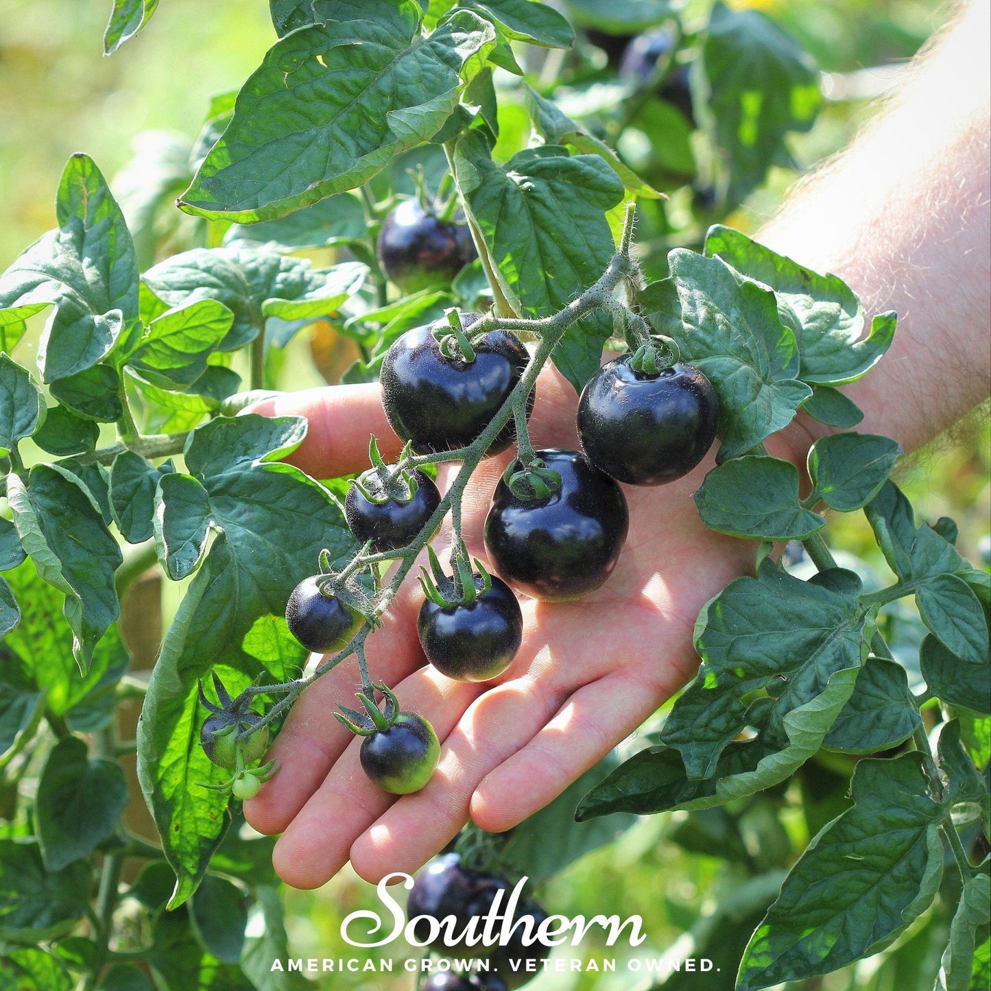Black Cherry Tomato ā 20 Seeds