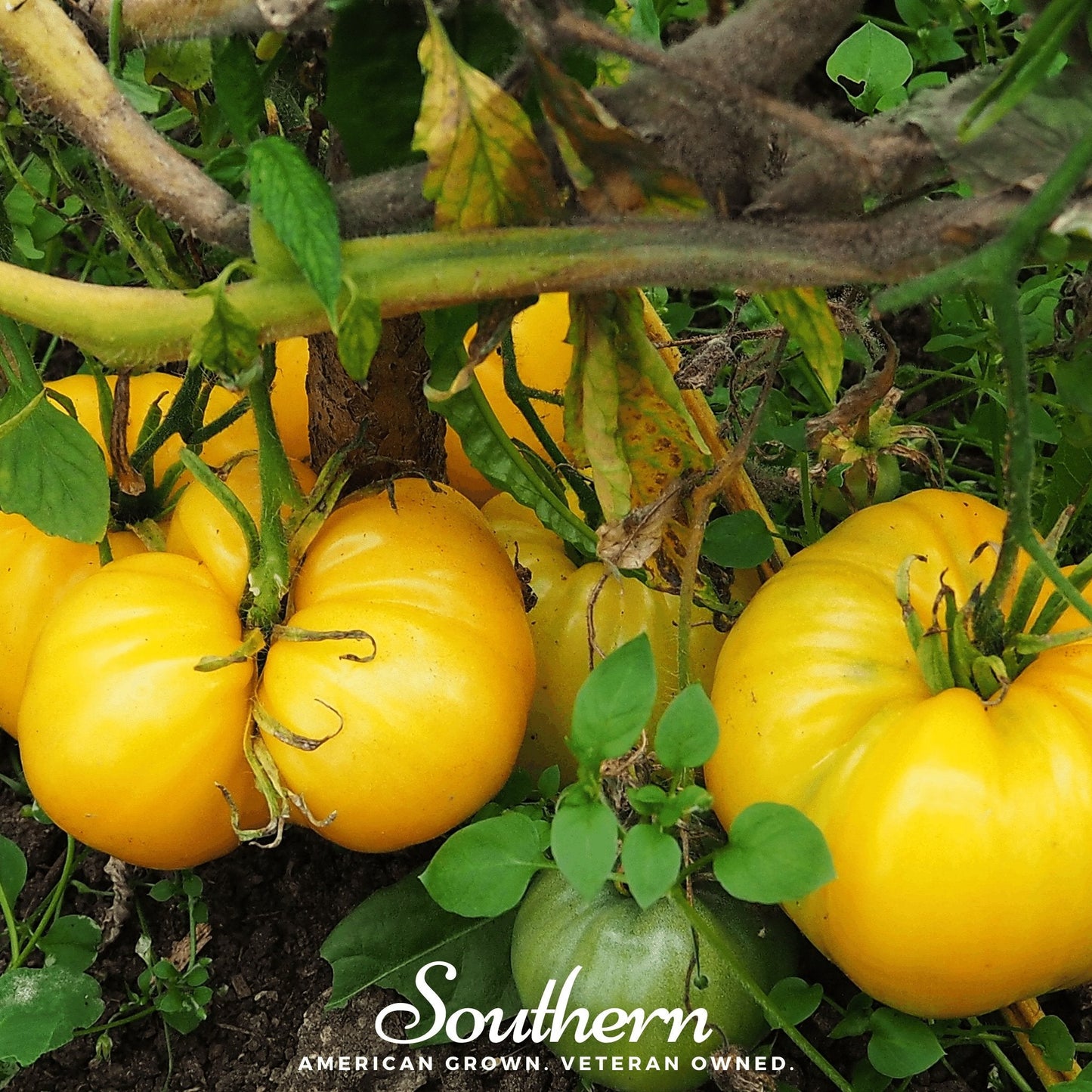 Yellow Brandywine Tomato ā 50 Seeds