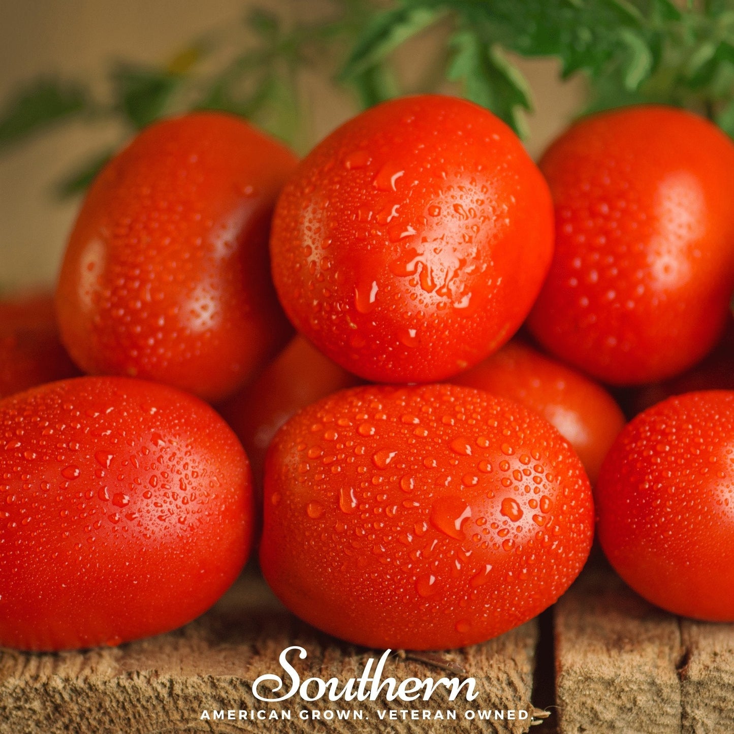 Roma VF Tomato ā 50 Seeds