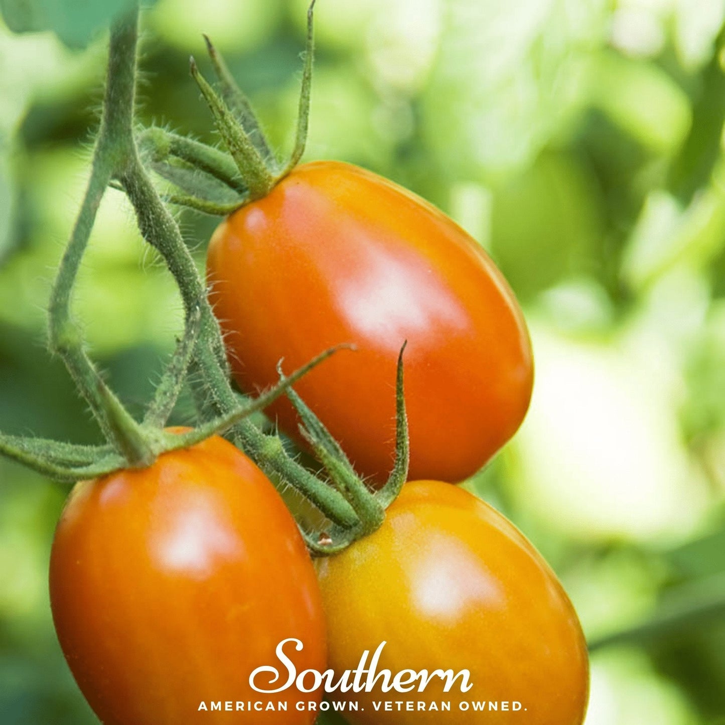 Roma VF Tomato ā 50 Seeds