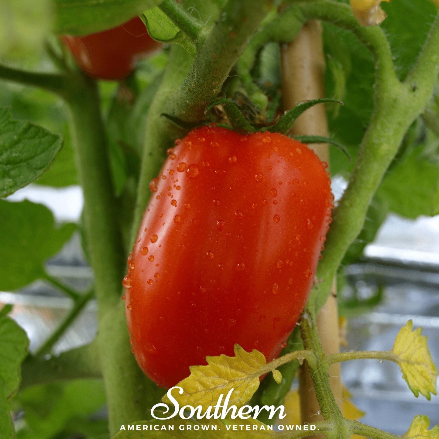 San Marzano Tomato ā 50 Seeds