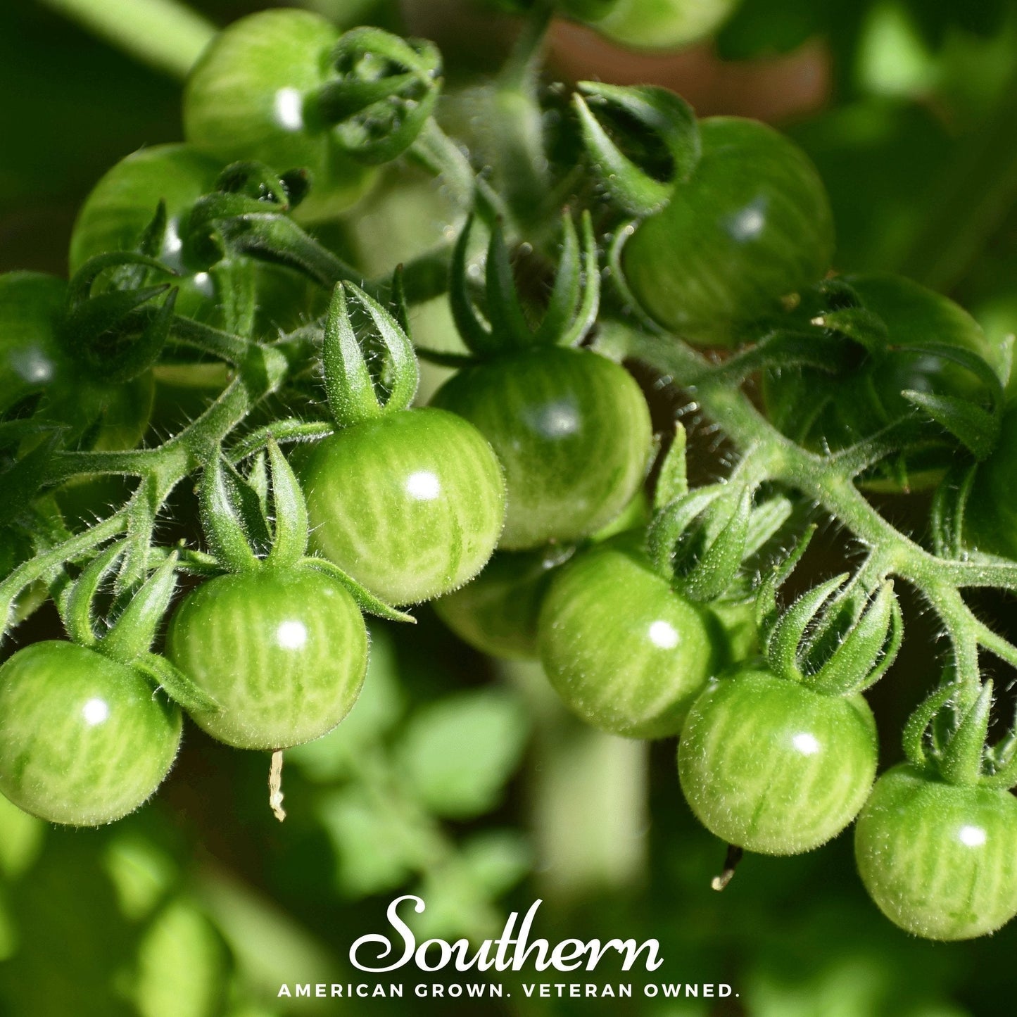 Sweetie Tomato ā 50 Seeds