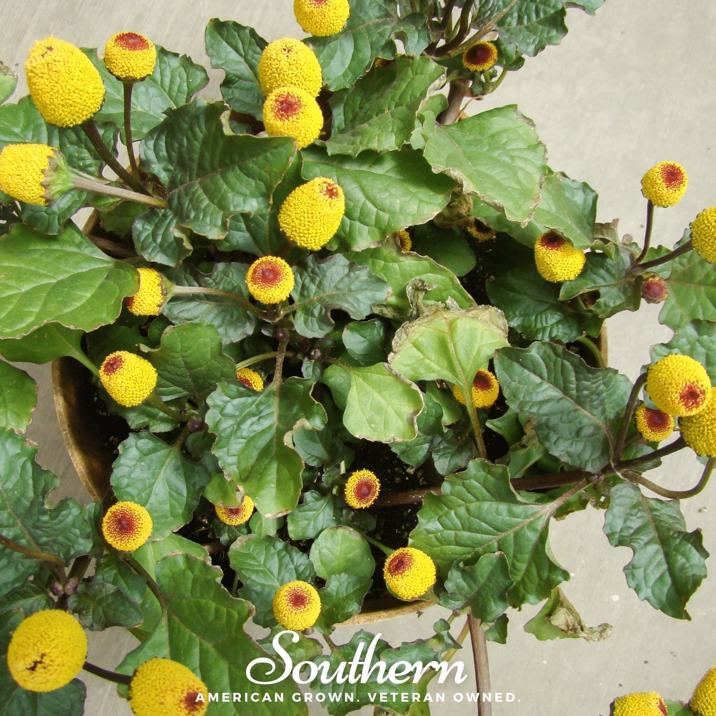 Toothache Plant ā 50 Seeds