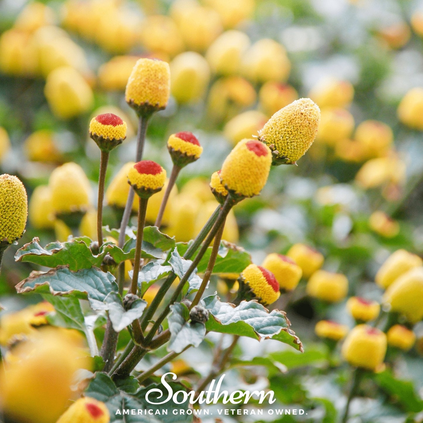 Toothache Plant ā 50 Seeds