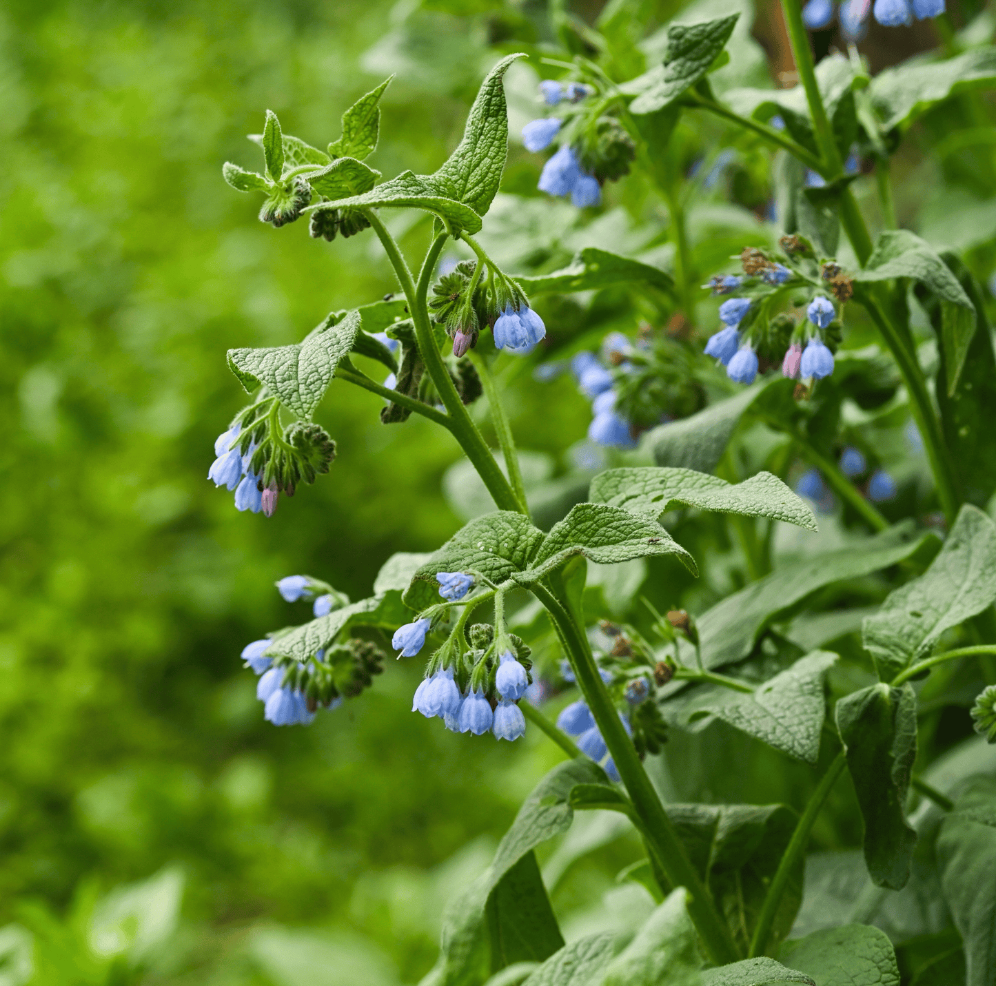 True Comfrey ā 20 Seeds