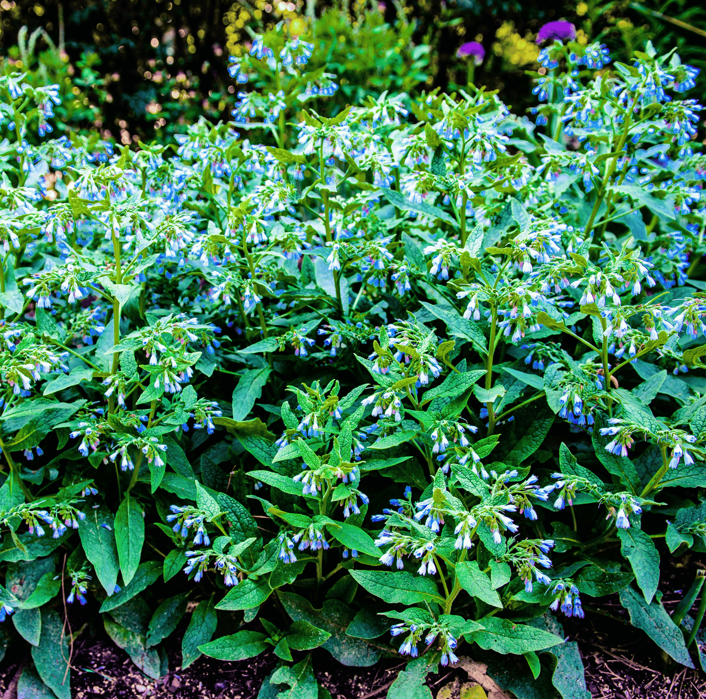 True Comfrey ā 20 Seeds