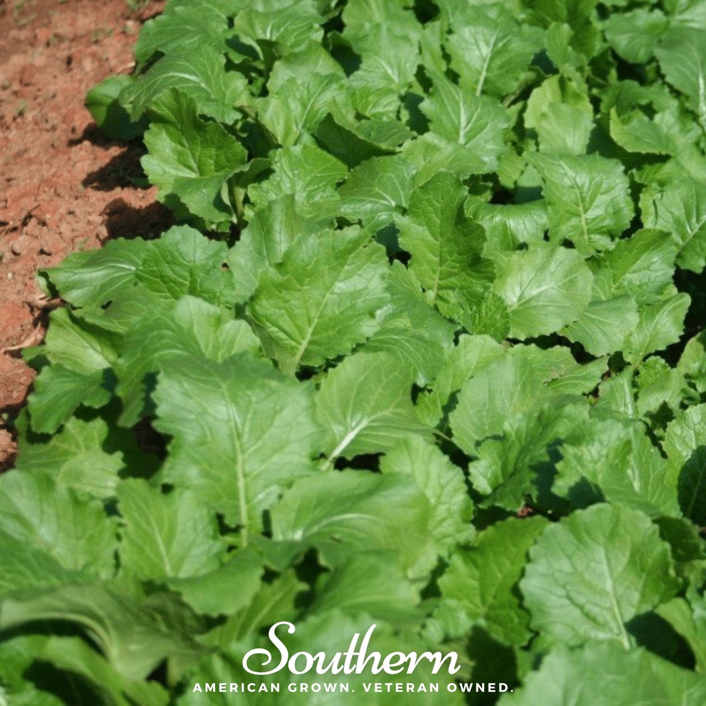 Seven Top Turnip ā 100 Seeds
