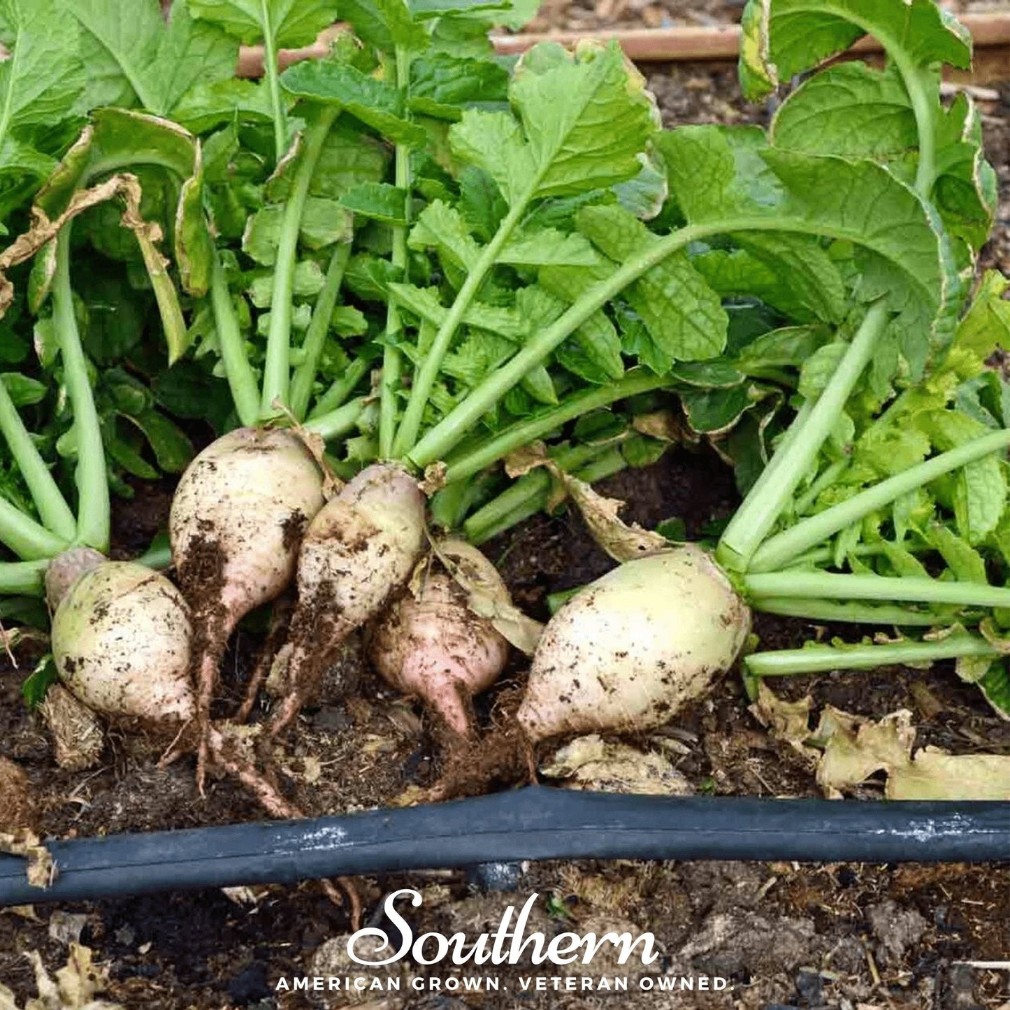 Seven Top Turnip ā 100 Seeds