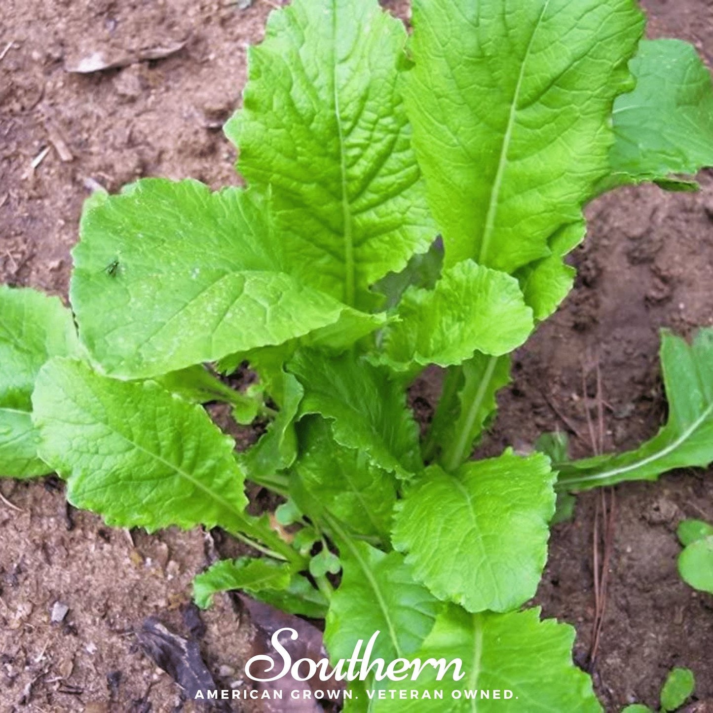 Seven Top Turnip ā 100 Seeds