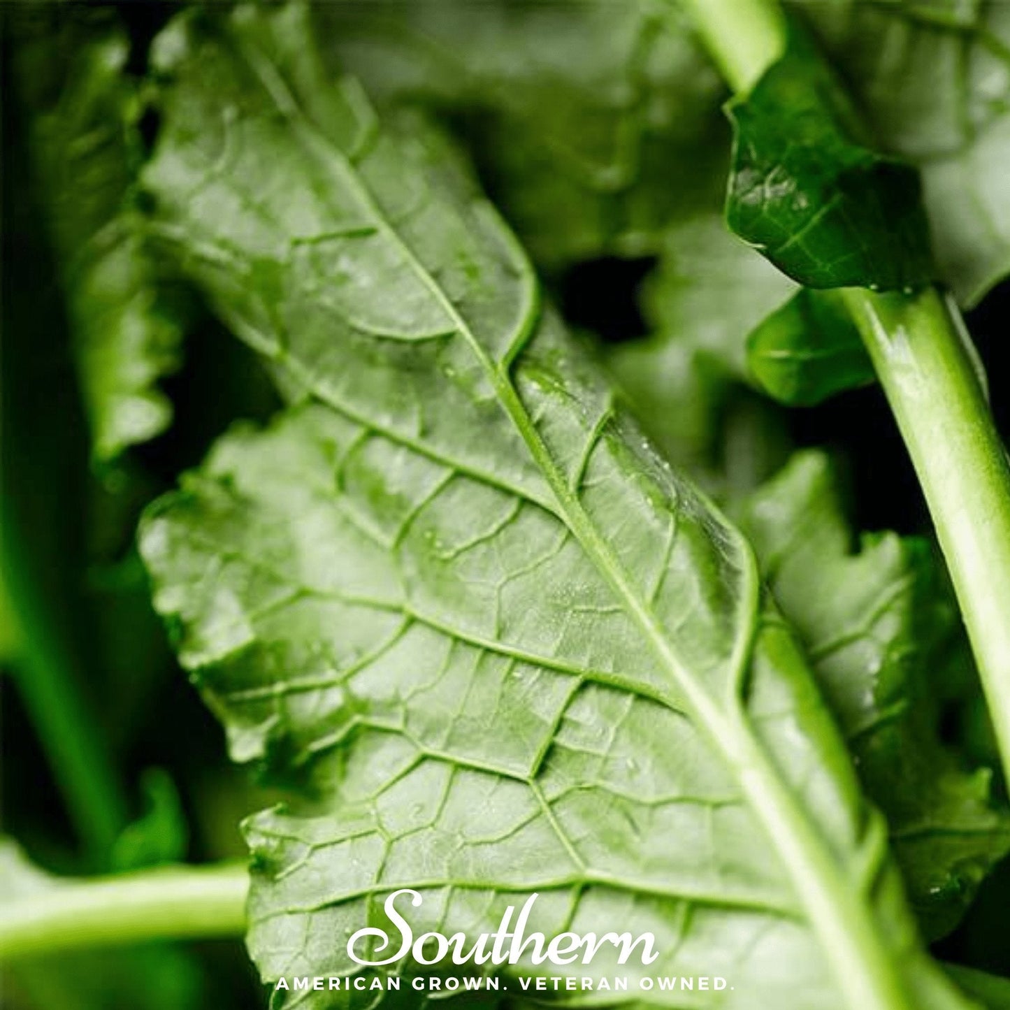Seven Top Turnip ā 100 Seeds