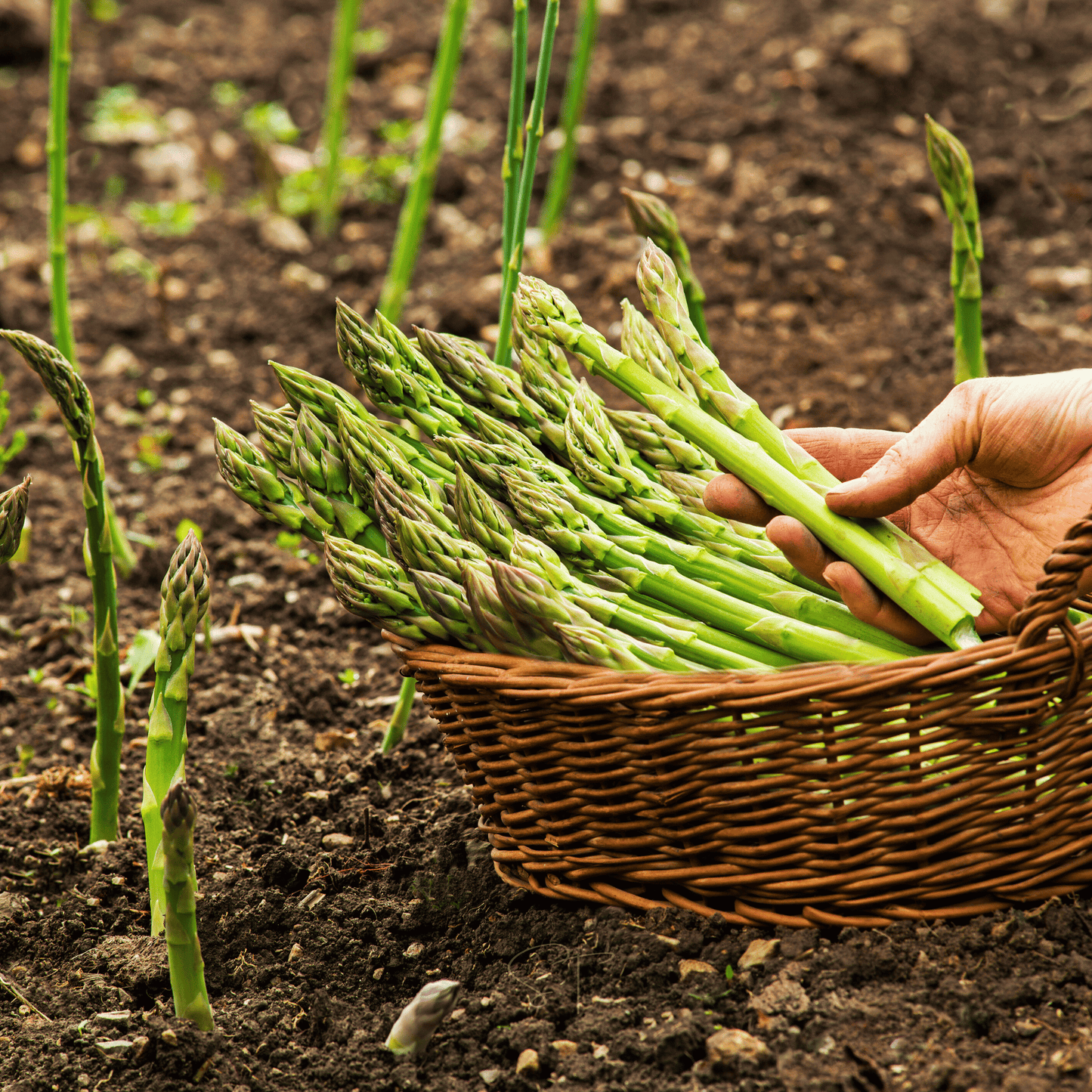 UC157 F2 Asparagus ā 50 Seeds