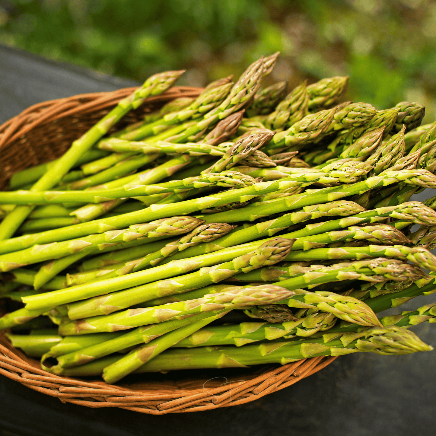UC157 F2 Asparagus ā 50 Seeds