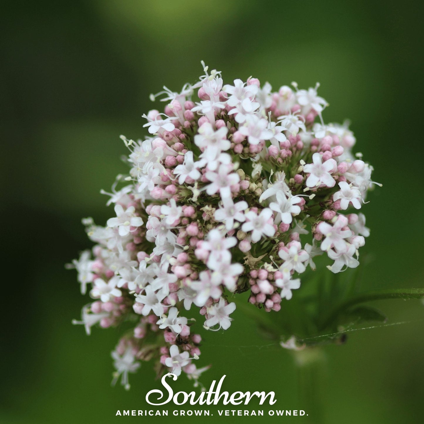 Valerian ā 100 Seeds