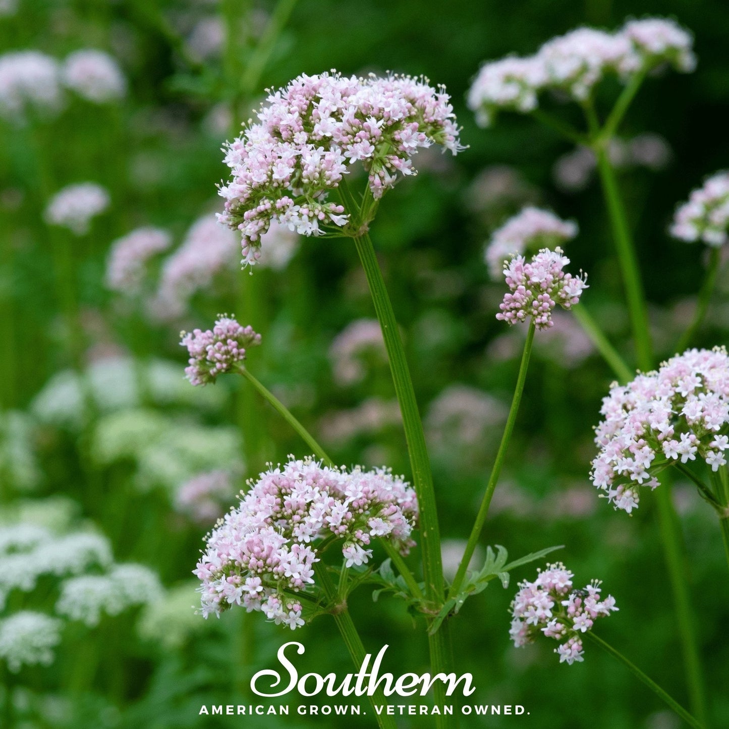 Valerian ā 100 Seeds