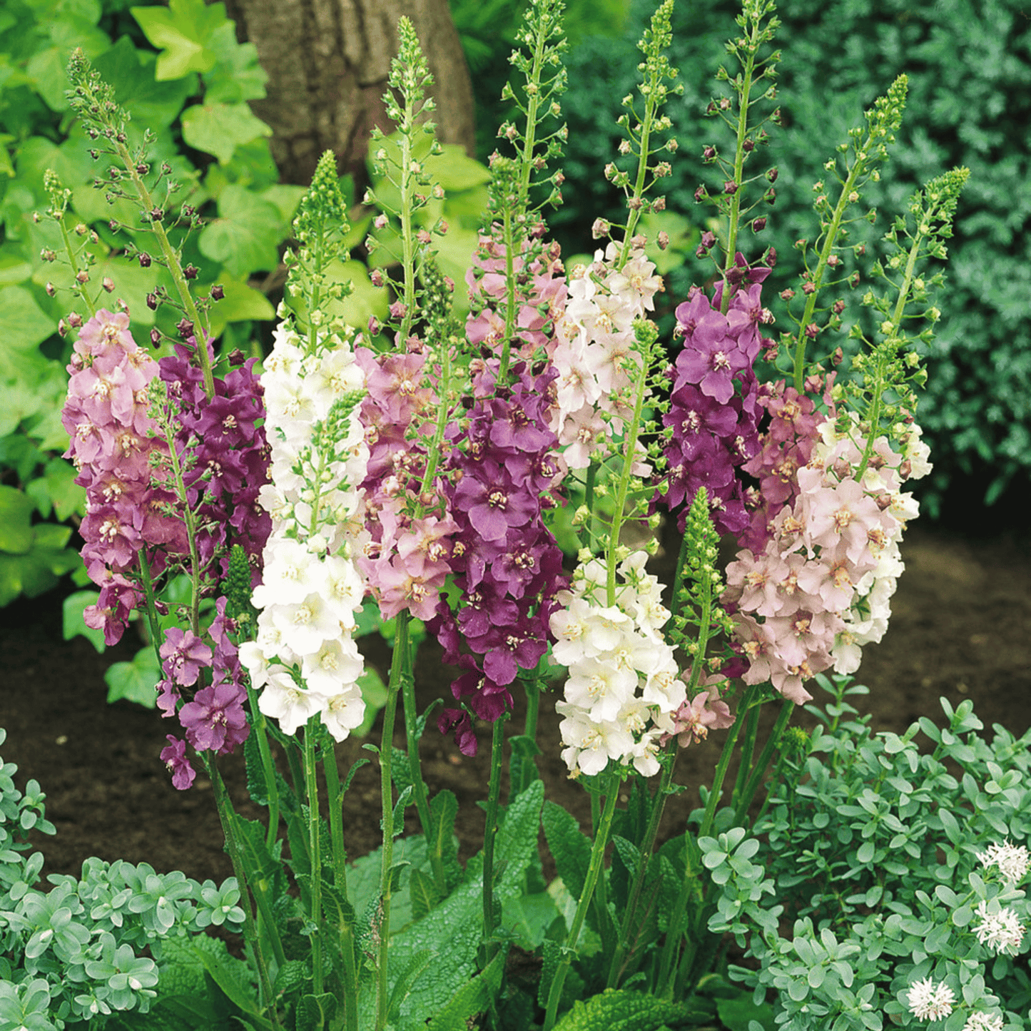 Verbascum Mullein Mix ā 100 Seeds