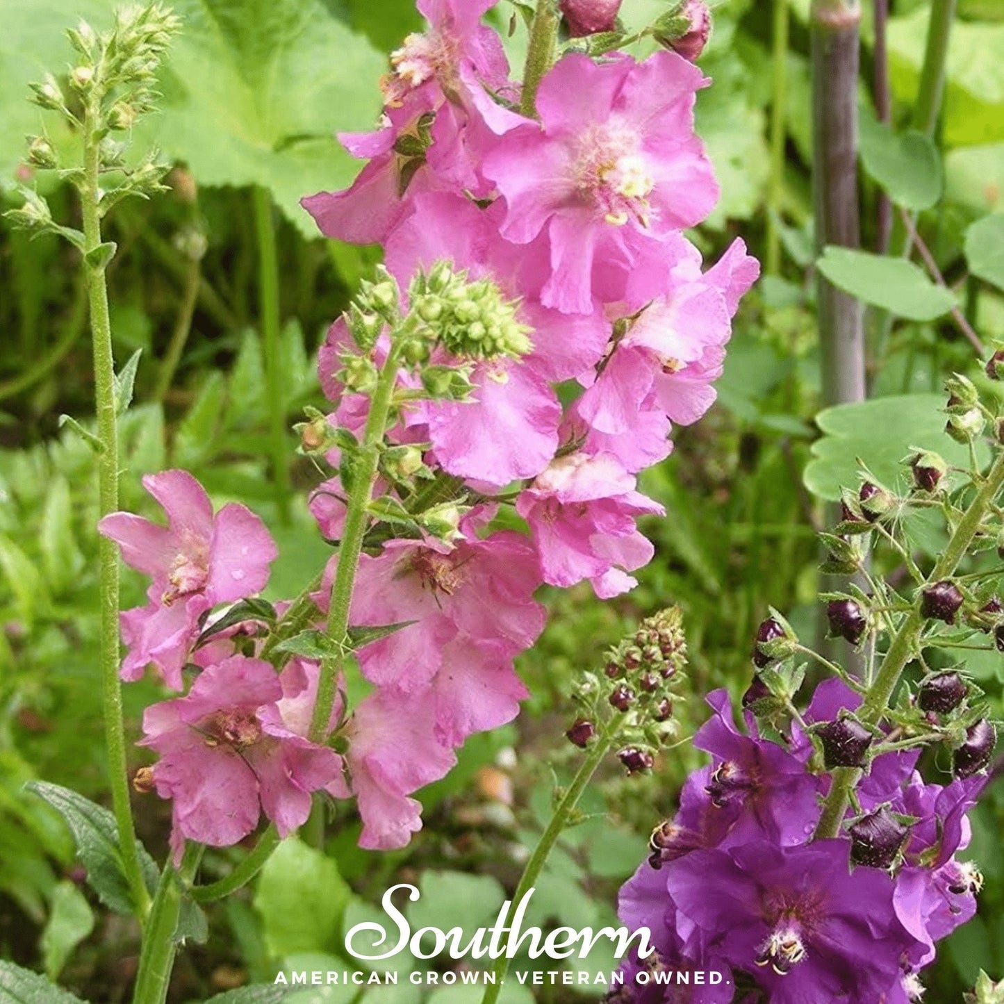 Verbascum Mullein Mix ā 100 Seeds