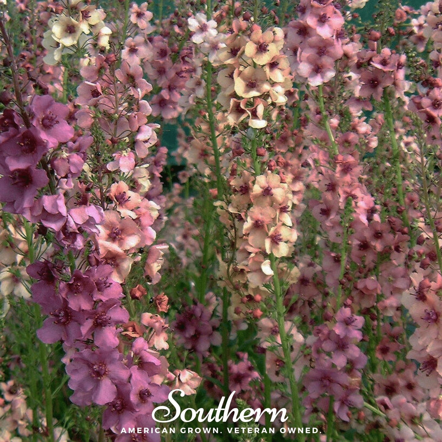 Verbascum Mullein Mix ā 100 Seeds