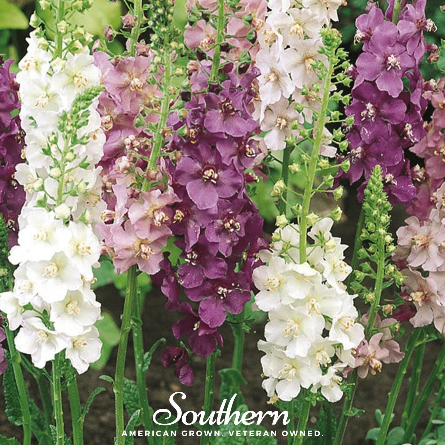 Verbascum Mullein Mix ā 100 Seeds