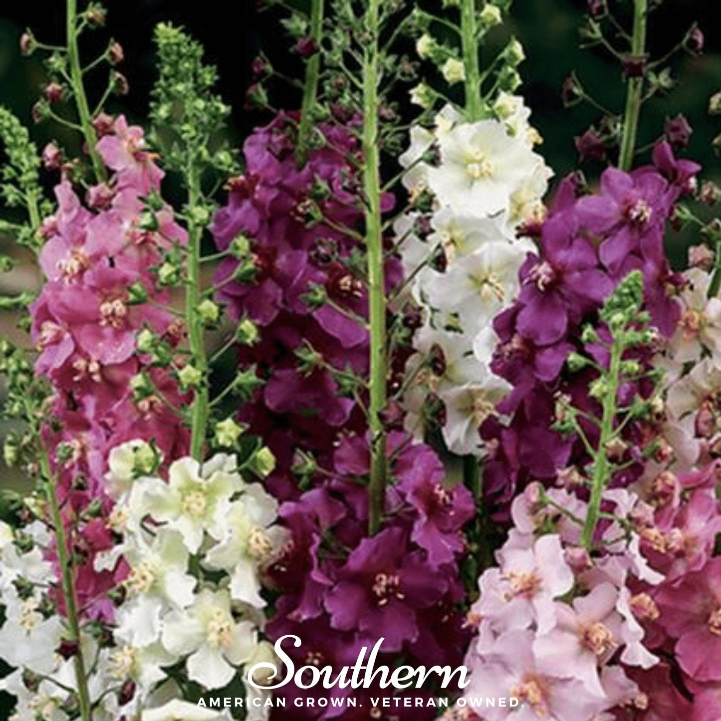 Verbascum Mullein Mix ā 100 Seeds