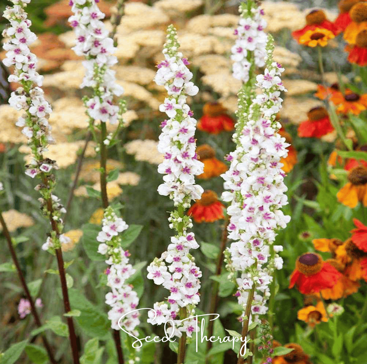 Wedding Candles Verbascum ā 50 Seeds