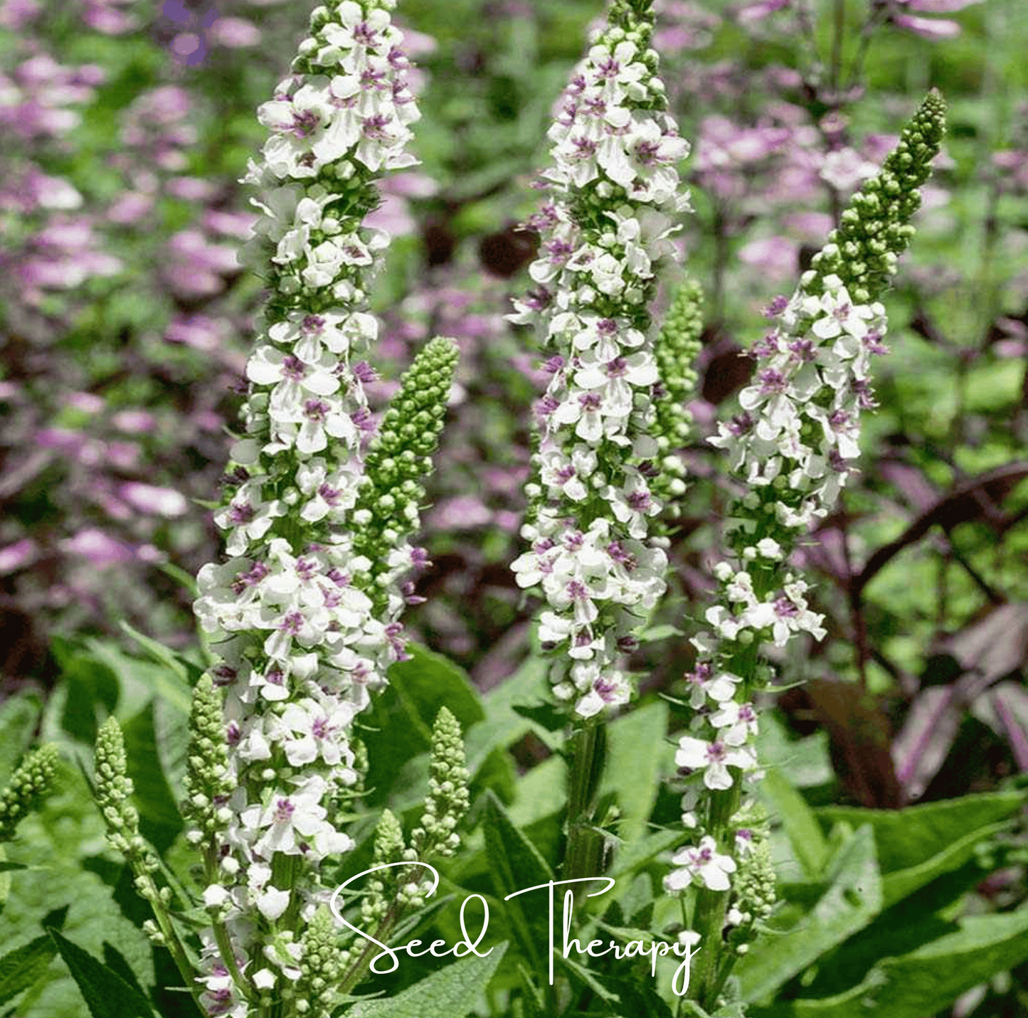 Wedding Candles Verbascum ā 50 Seeds
