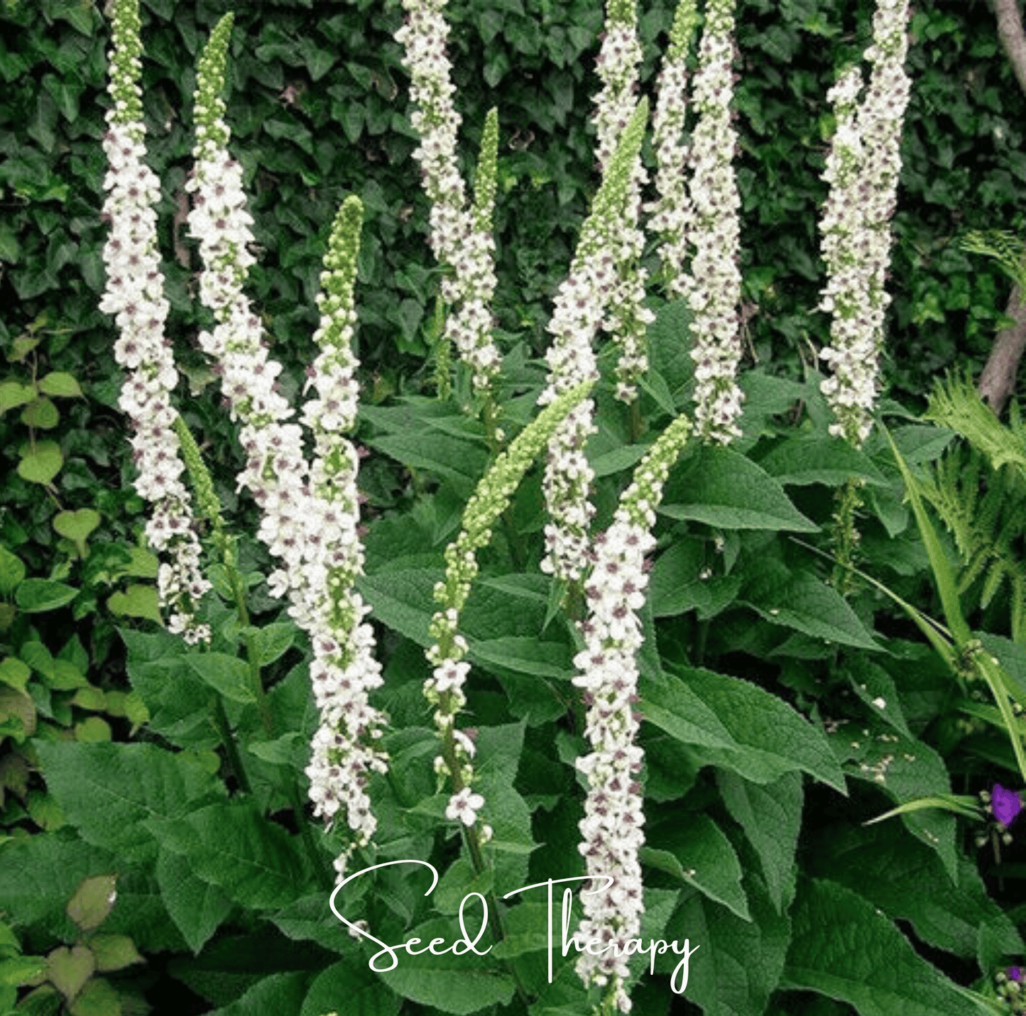 Wedding Candles Verbascum ā 50 Seeds