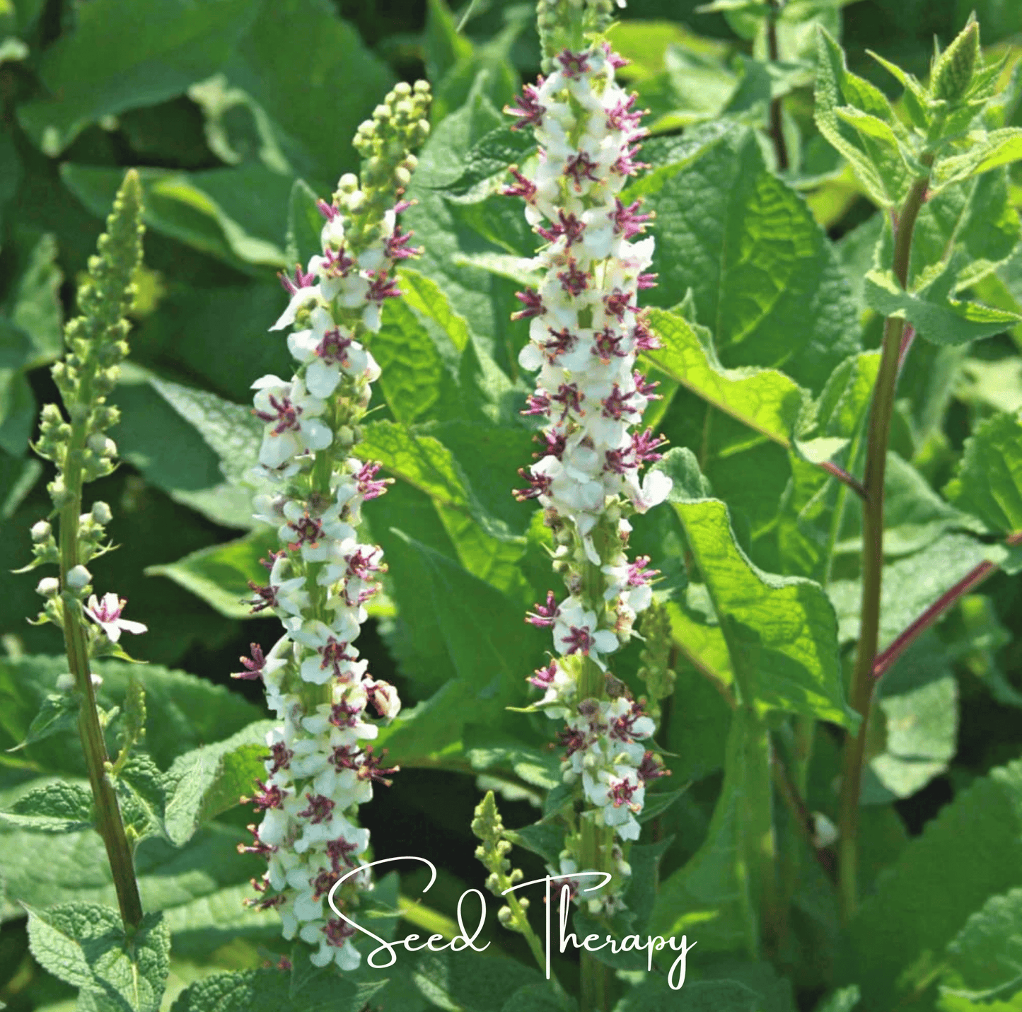 Wedding Candles Verbascum ā 50 Seeds