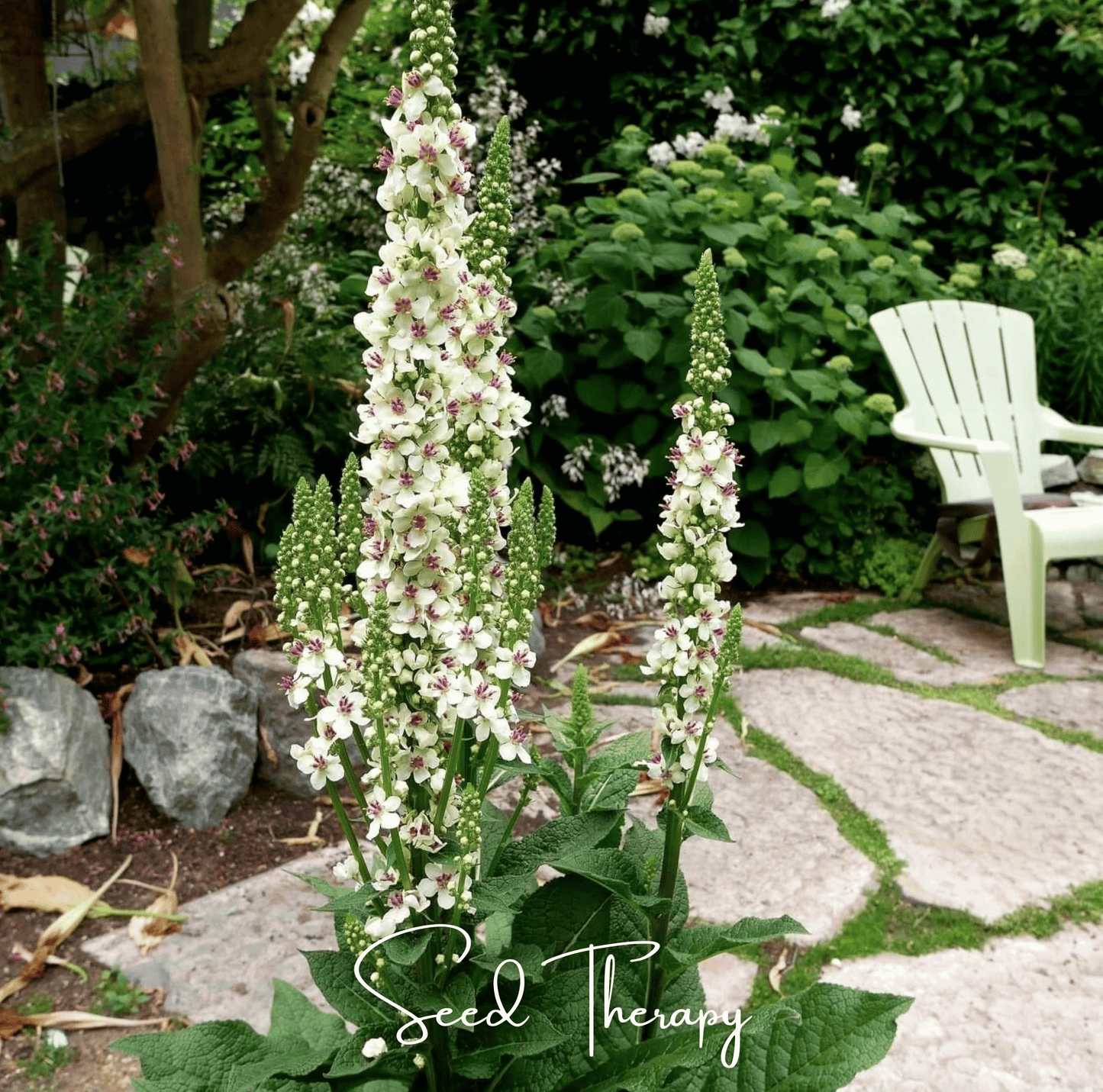 Wedding Candles Verbascum ā 50 Seeds