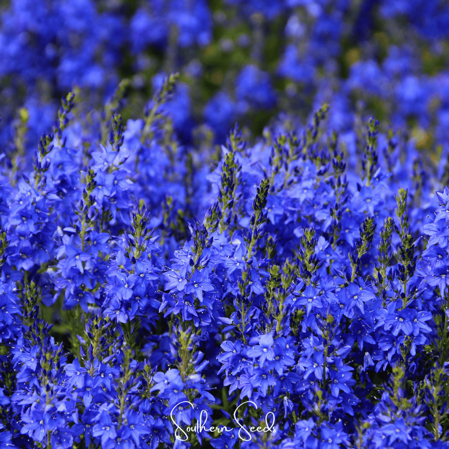 Royal Blue Veronica Speedwell ā 50 Seeds