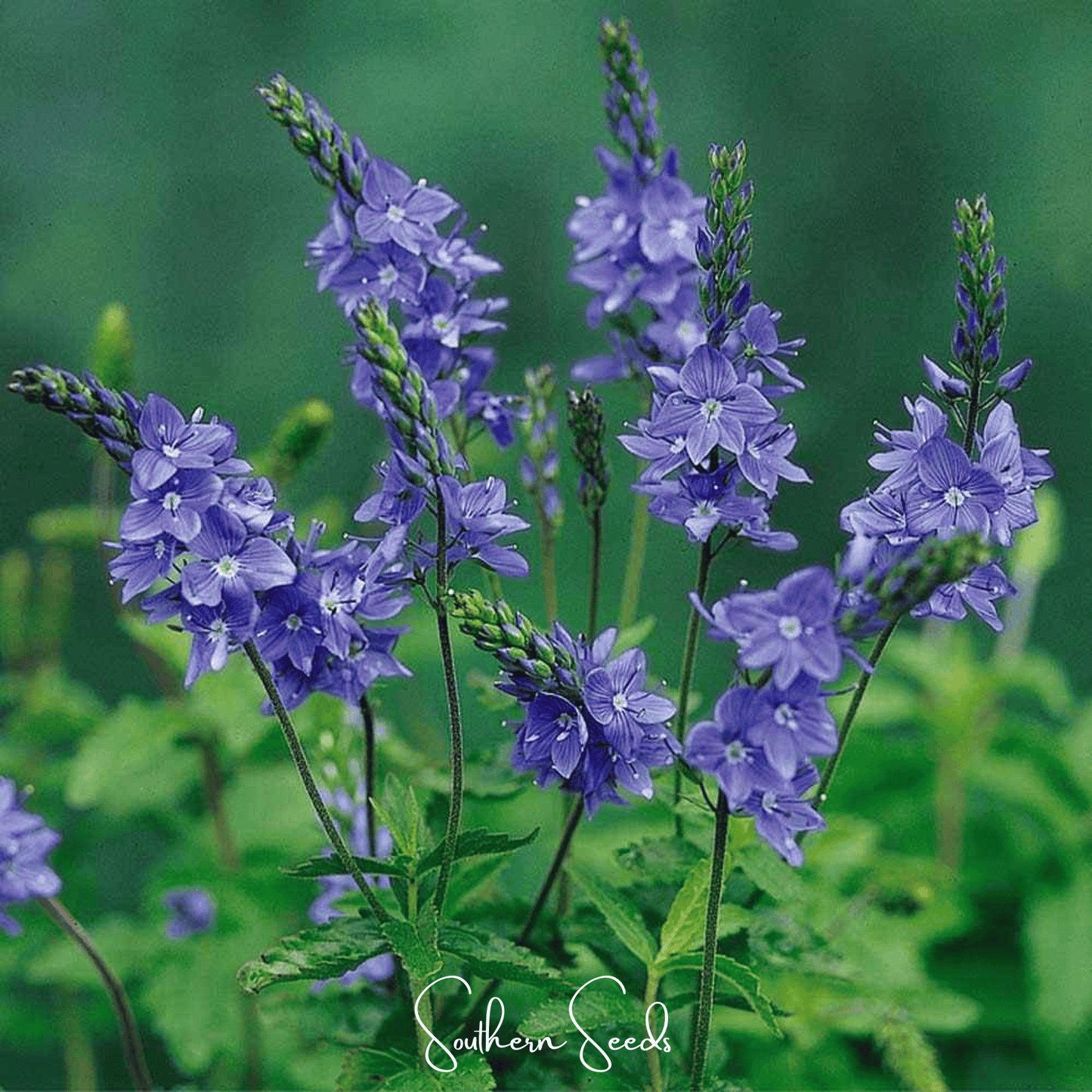 Royal Blue Veronica Speedwell ā 50 Seeds