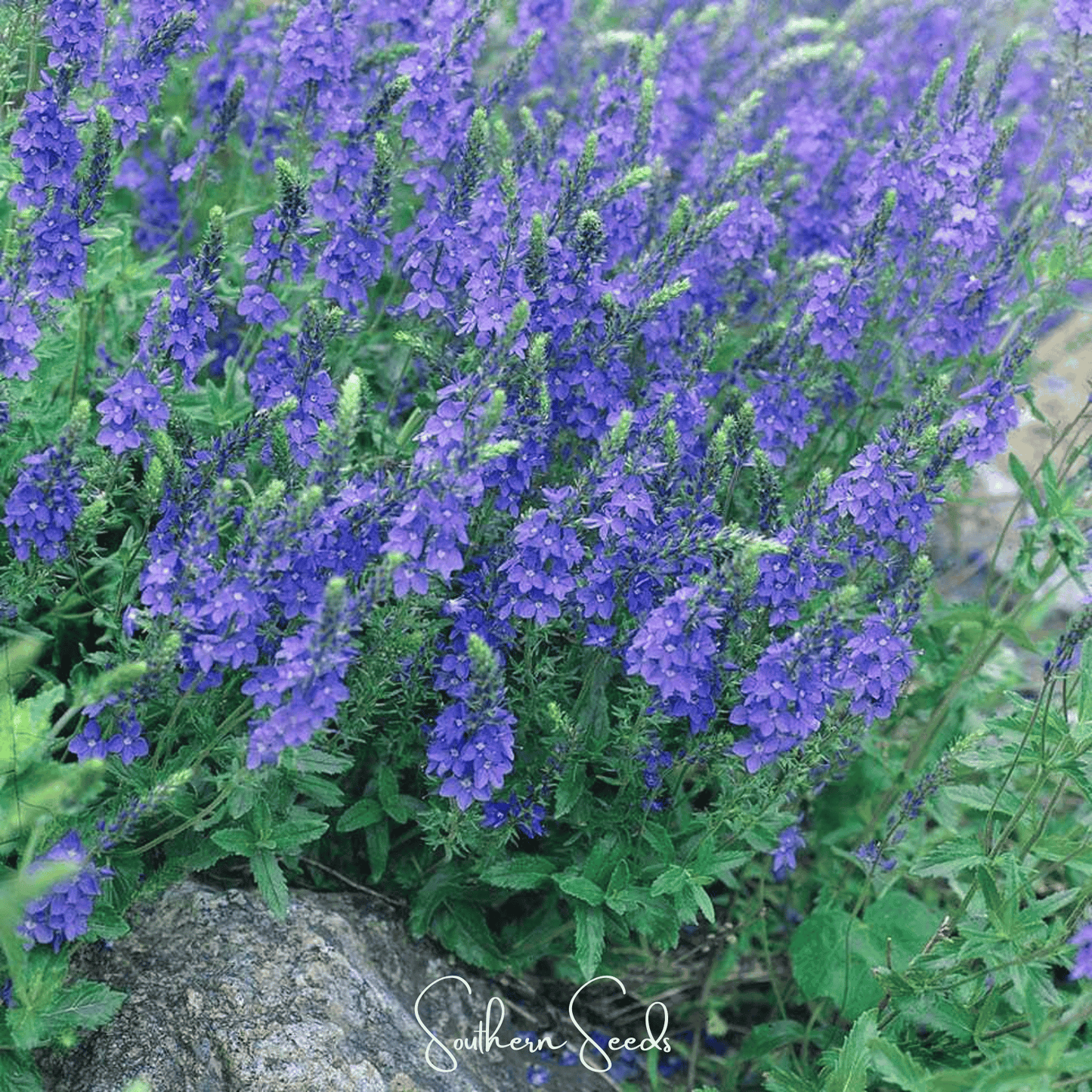 Royal Blue Veronica Speedwell ā 50 Seeds