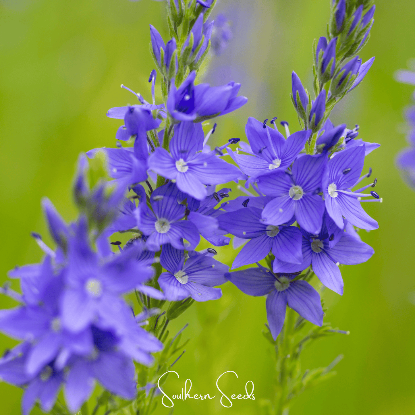 Royal Blue Veronica Speedwell ā 50 Seeds