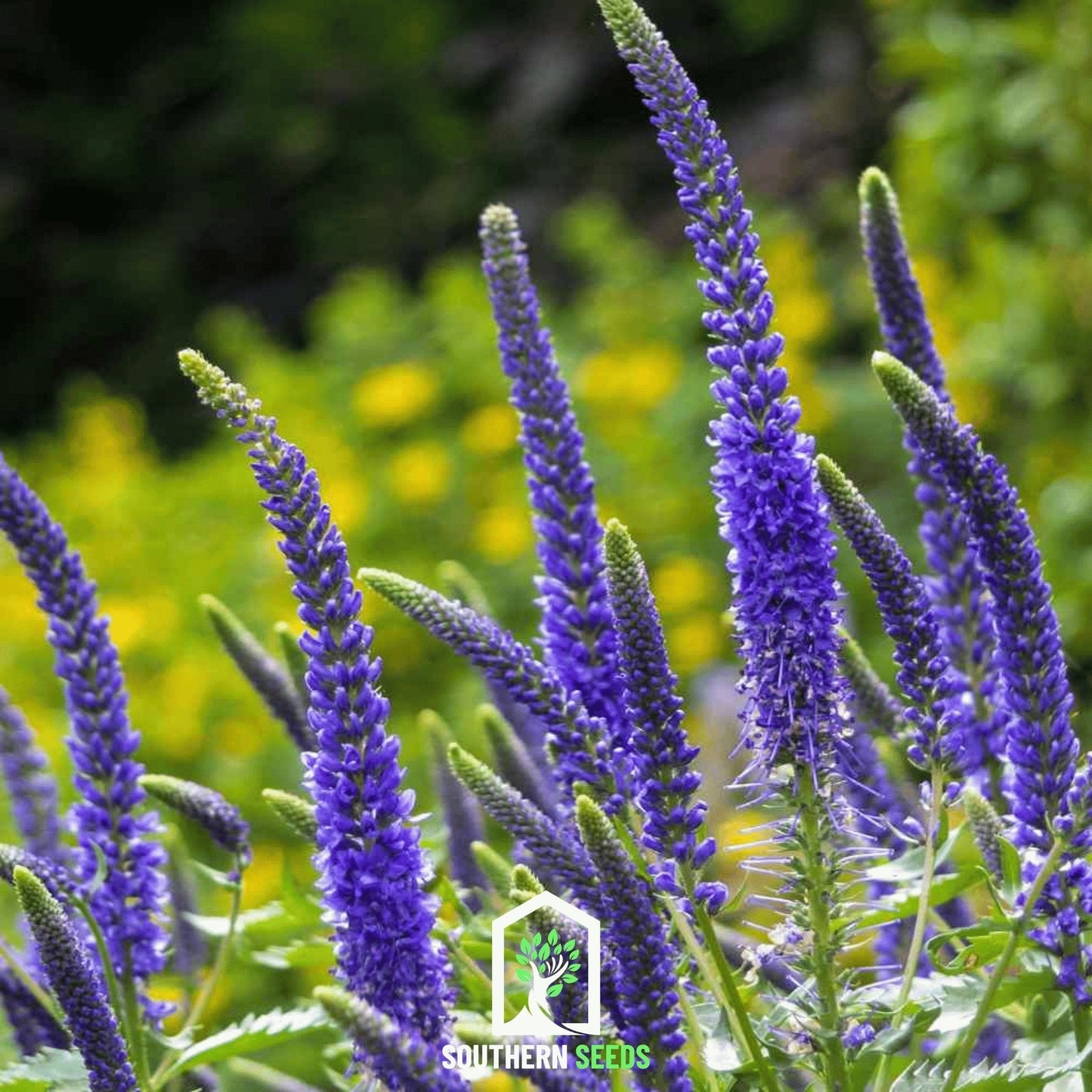 Spiked Speedwell Veronica ā 50 Seeds