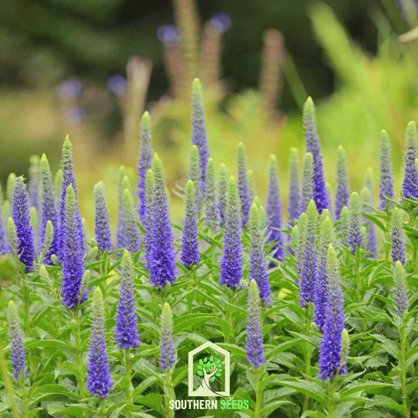 Spiked Speedwell Veronica ā 50 Seeds