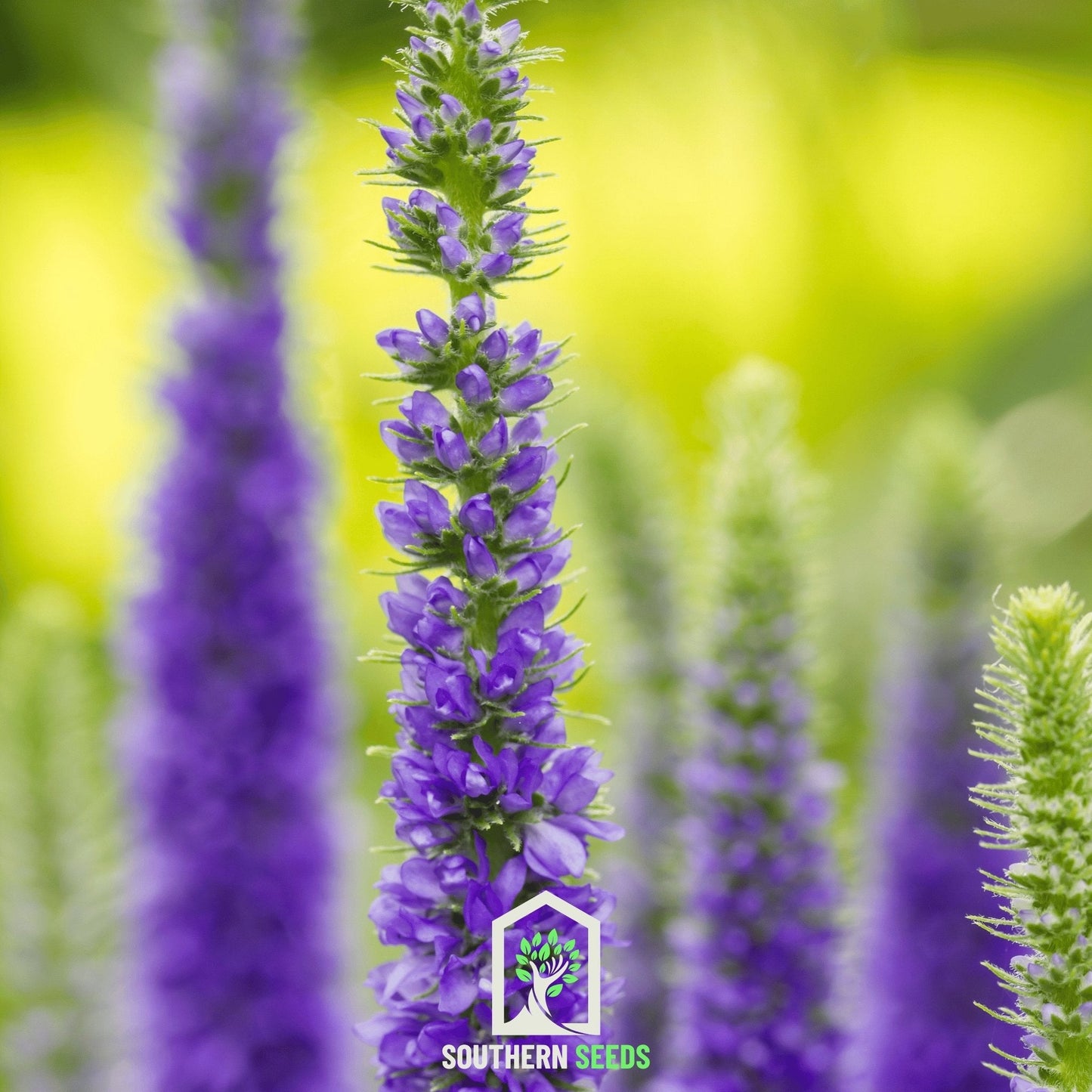 Spiked Speedwell Veronica ā 50 Seeds
