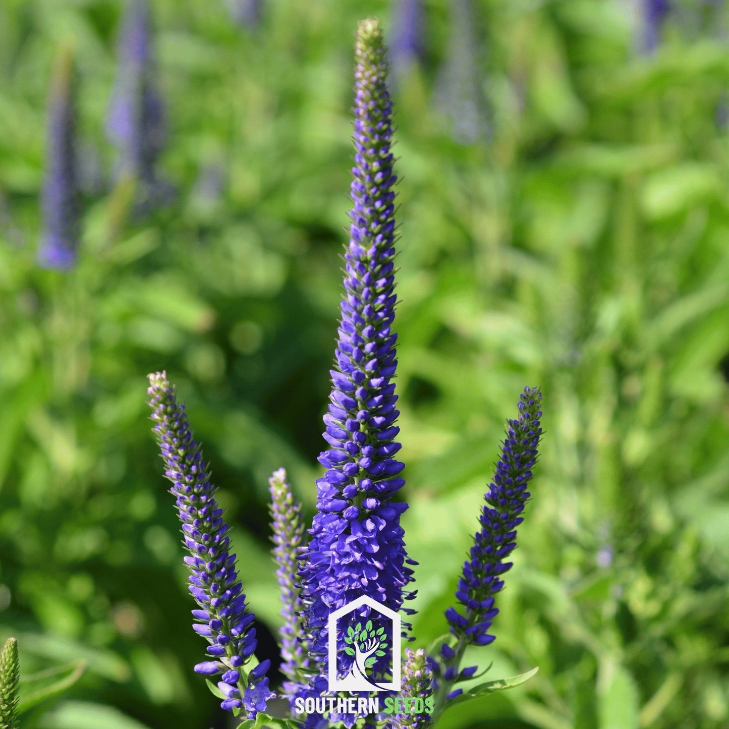 Spiked Speedwell Veronica ā 50 Seeds