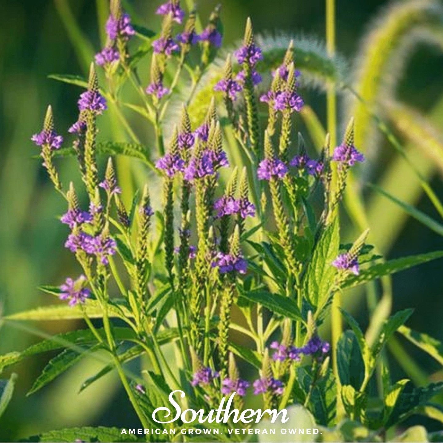Blue Vervain ā 100 Seeds