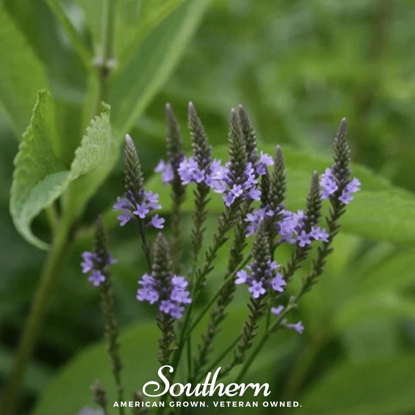 Blue Vervain ā 100 Seeds