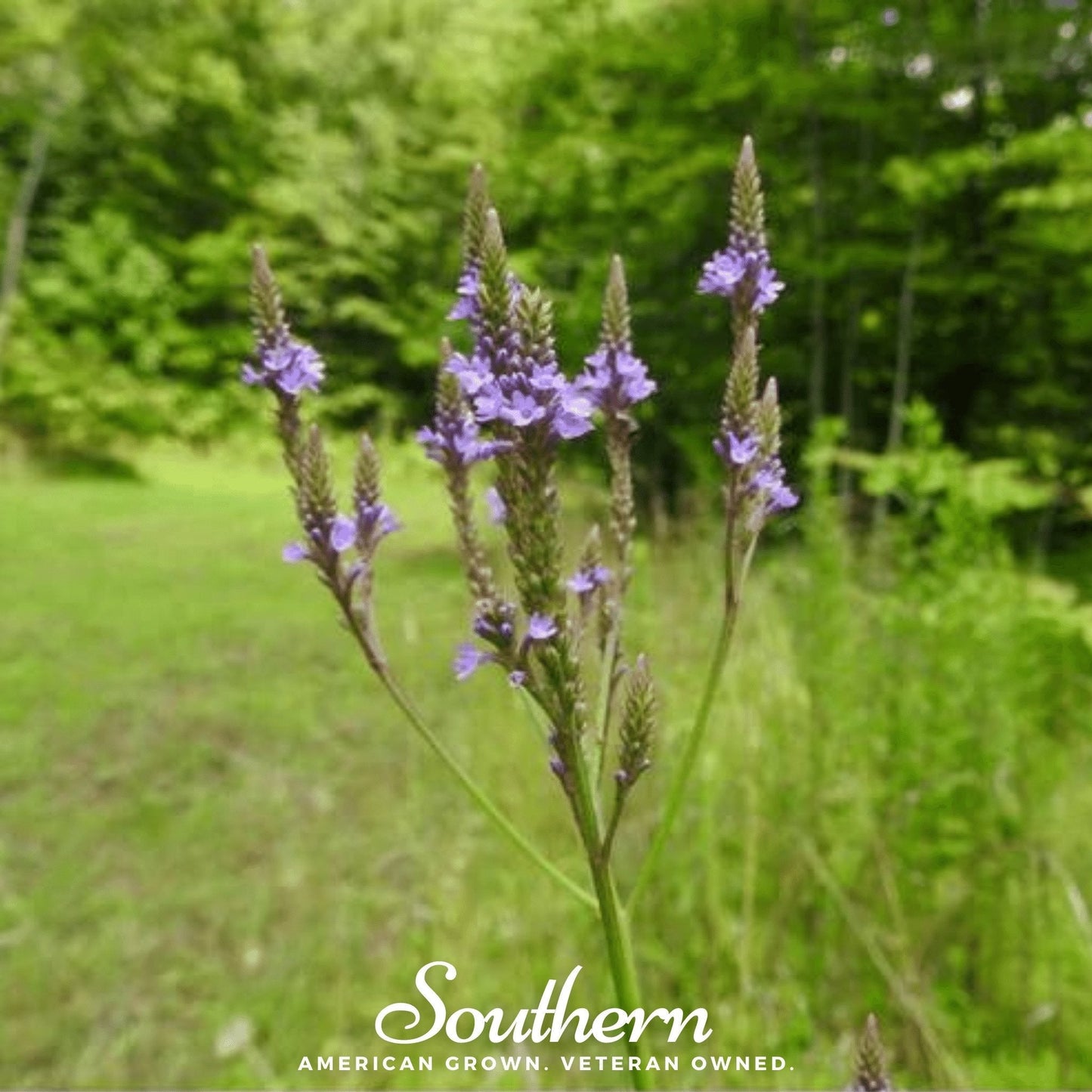 Blue Vervain ā 100 Seeds