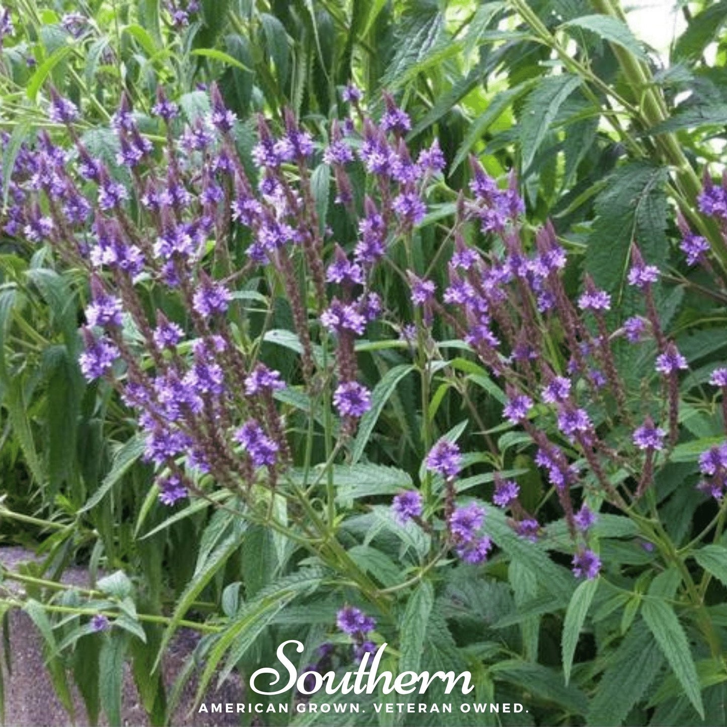 Blue Vervain ā 100 Seeds