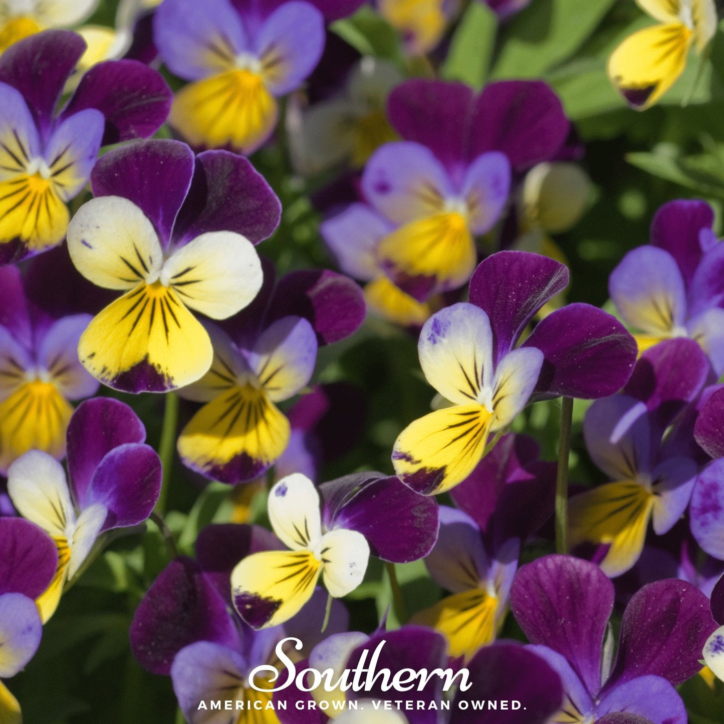 Johnny Jump Up Viola ā 200 Seeds