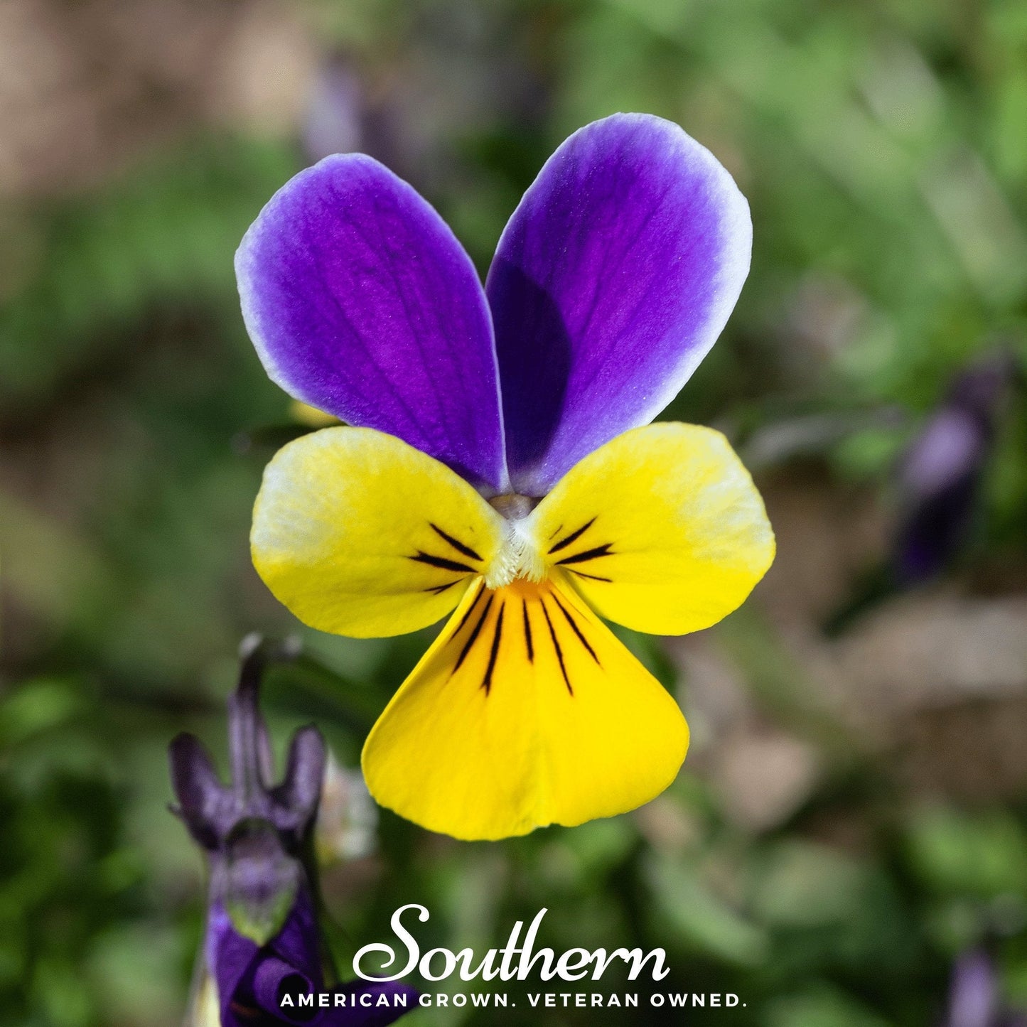 Johnny Jump Up Viola ā 200 Seeds