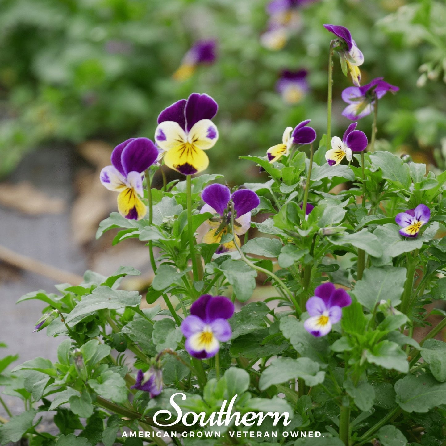 Johnny Jump Up Viola ā 200 Seeds