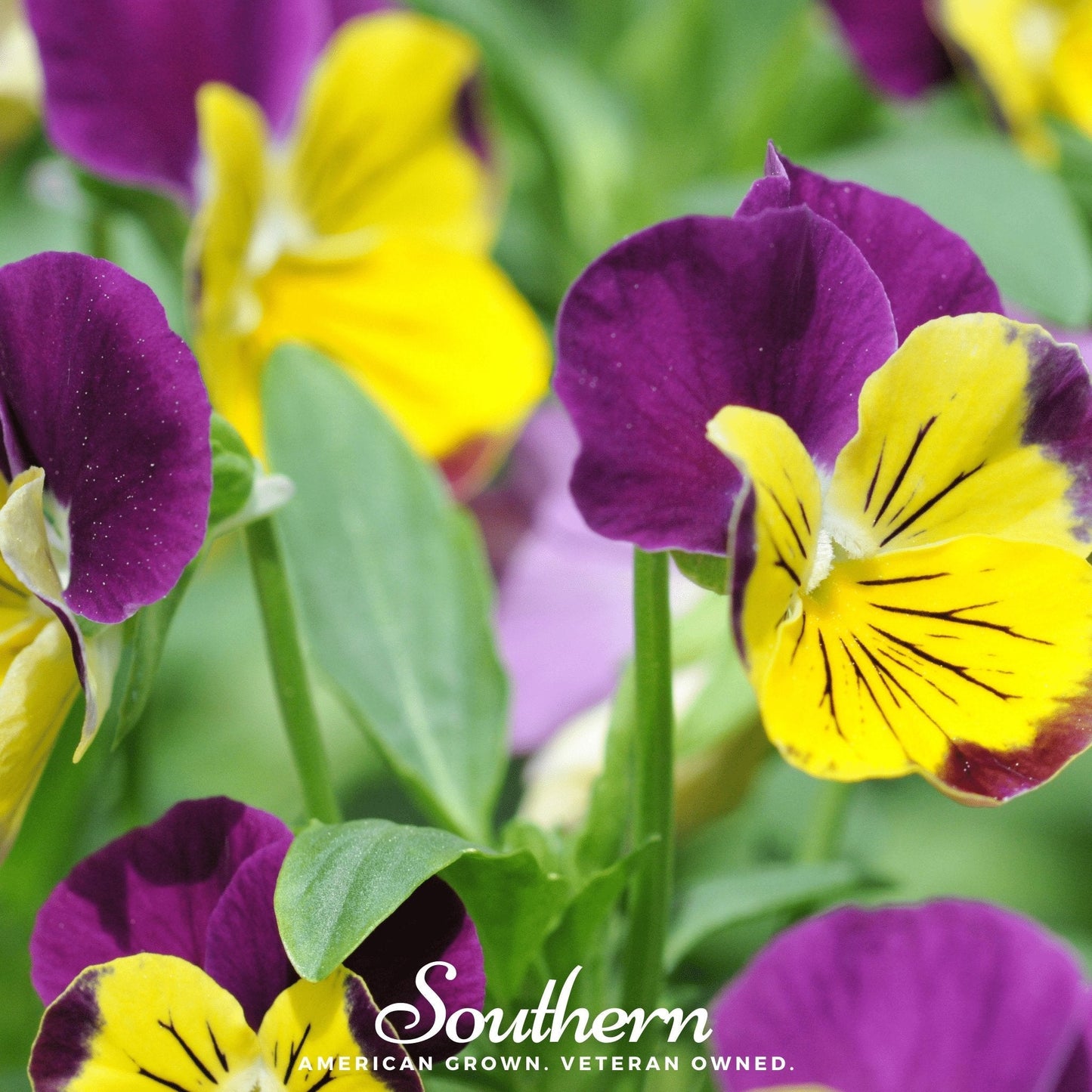 Johnny Jump Up Viola ā 200 Seeds