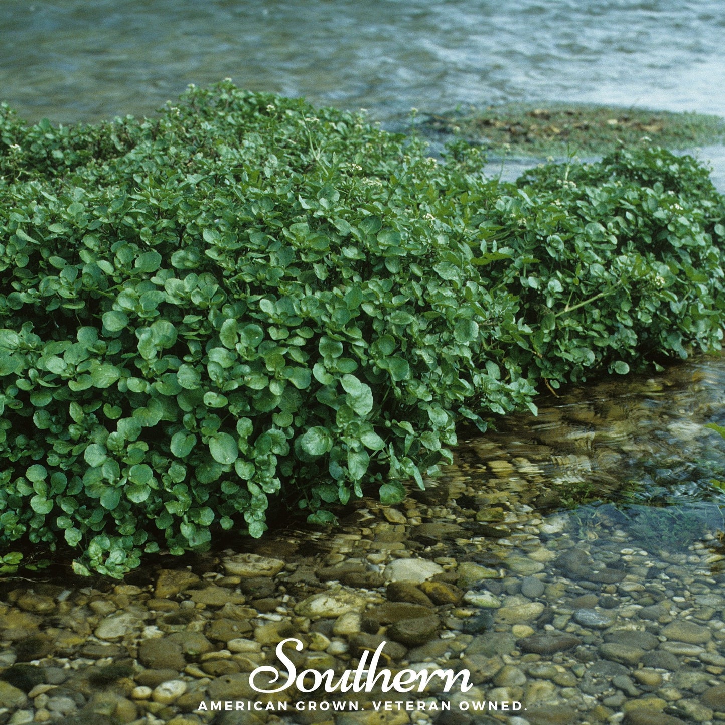 Watercress ā 200 Seeds