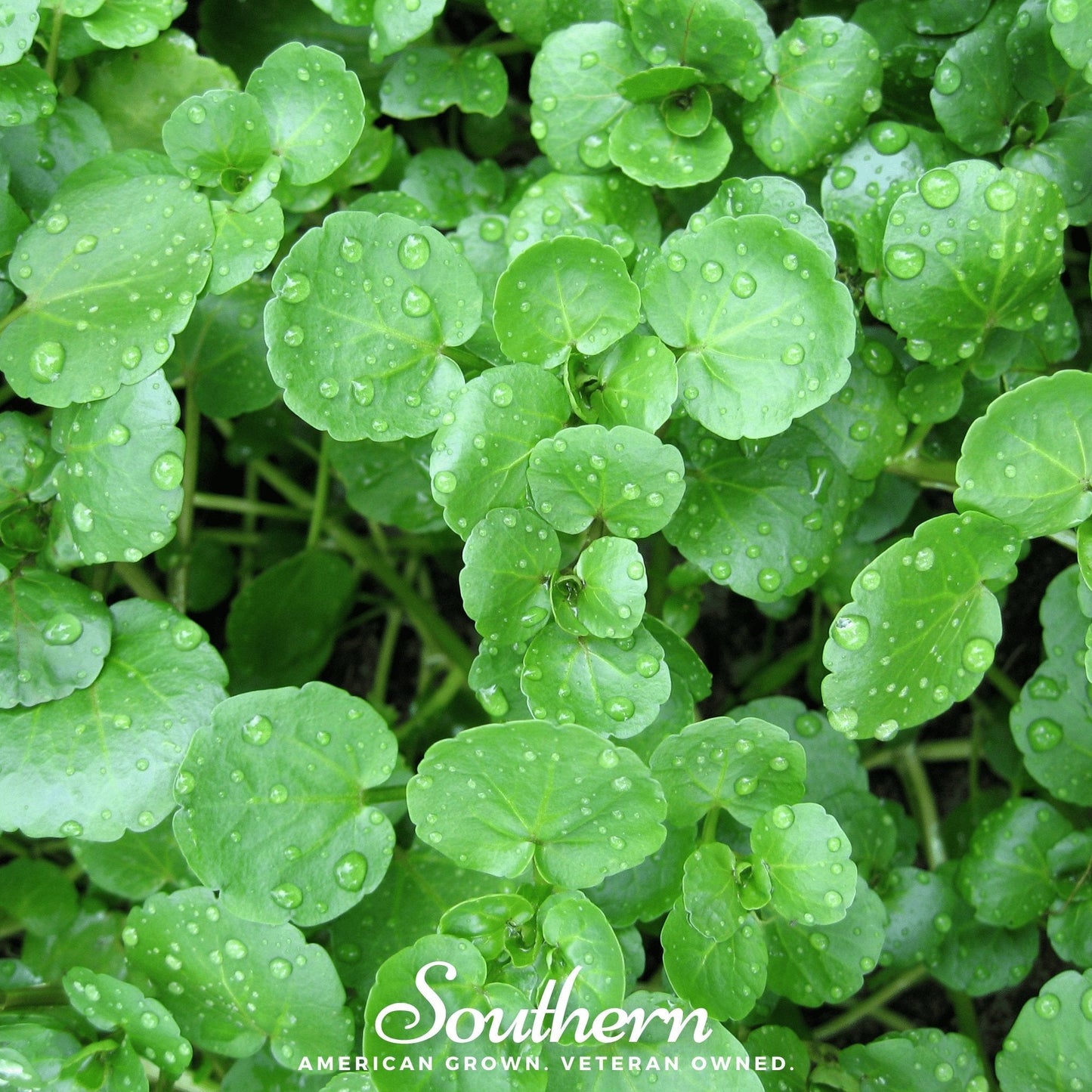 Watercress ā 200 Seeds