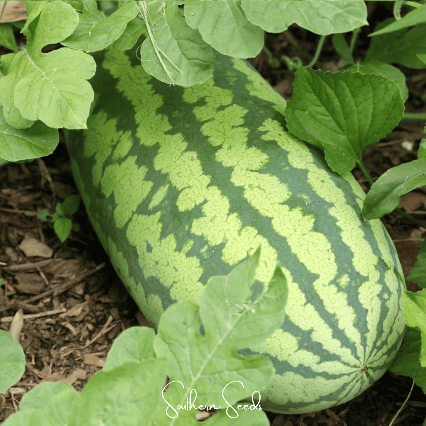 Congo Watermelon ā 25 Seeds