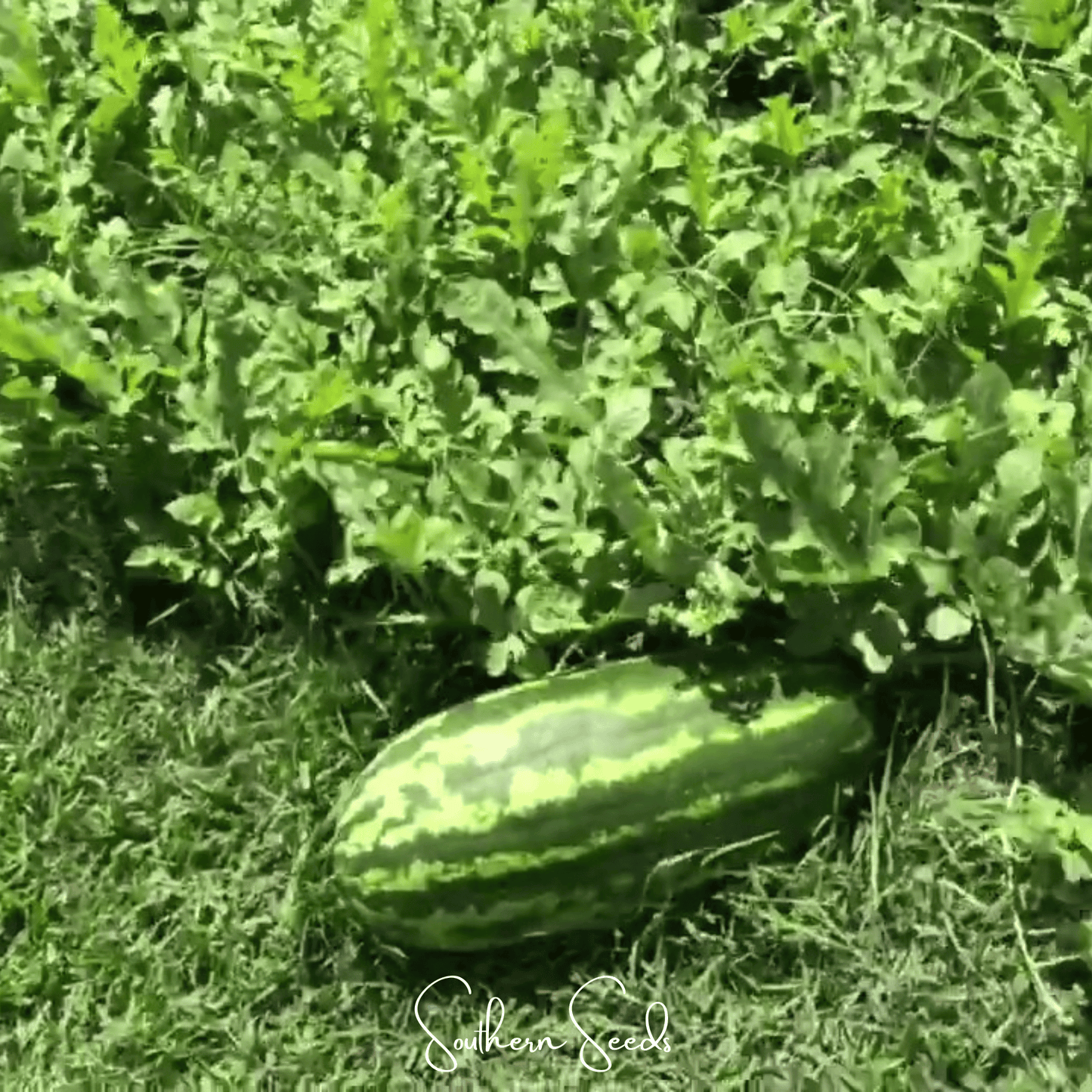 Congo Watermelon ā 25 Seeds