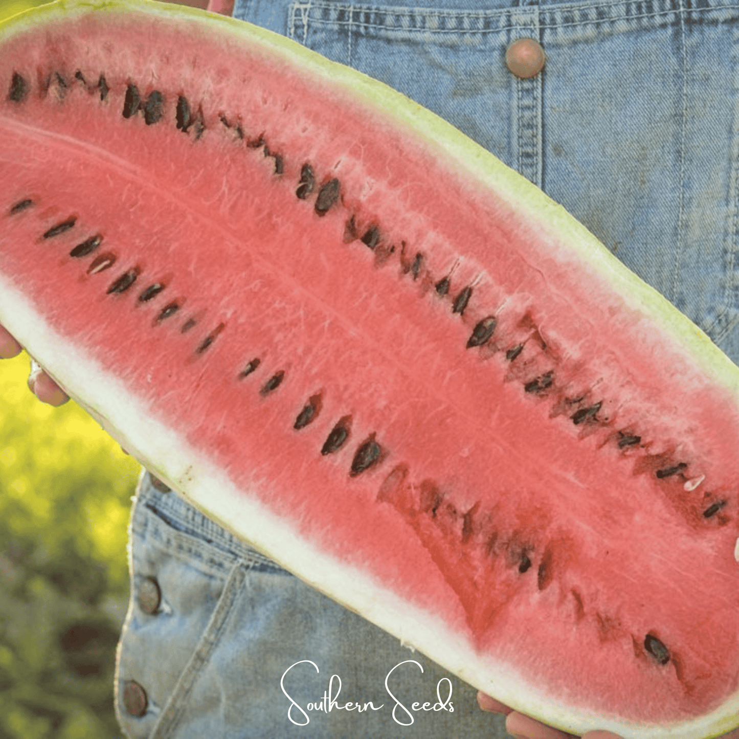 Congo Watermelon ā 25 Seeds